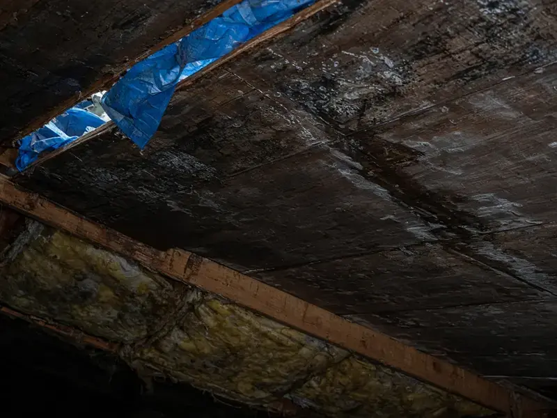 Tarp on a roof and a wet attic in Delta